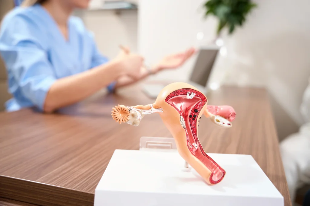 Doctor discussing hormone replacement therapy with a patient using a 3D uterus and ovary model during a menopause consultation.