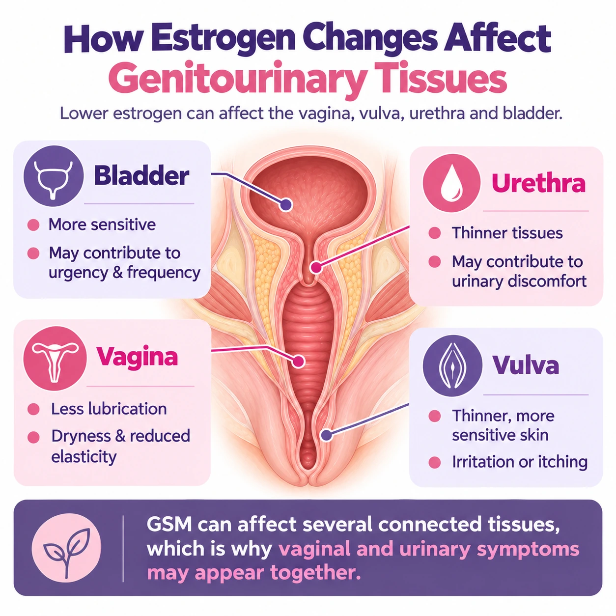 Medical infographic illustrating how declining estrogen during menopause affects the vagina, vulva, bladder and urethra, contributing to genitourinary syndrome of menopause (GSM).